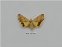 藏品(夜蛾369)的圖片